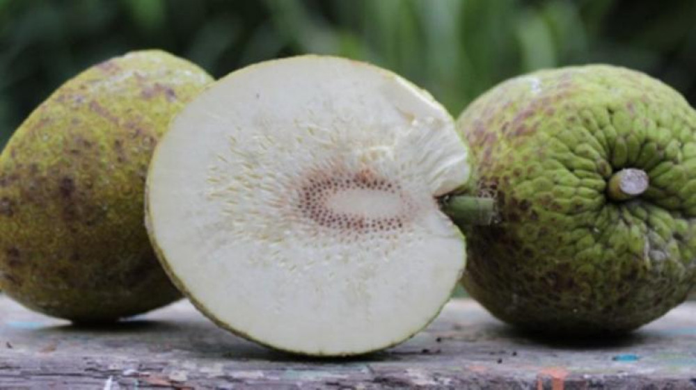 Manfaat Buah Sukun untuk Optimalkan Kesehatan Ibu Hamil