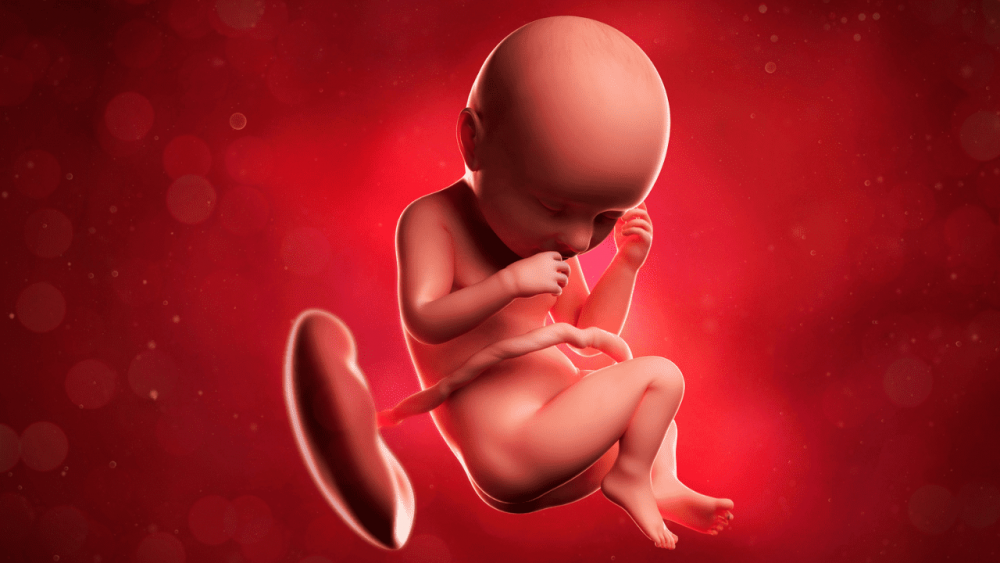 Fungsi Plasenta, Peran Penting Ari-Ari Untuk Janin