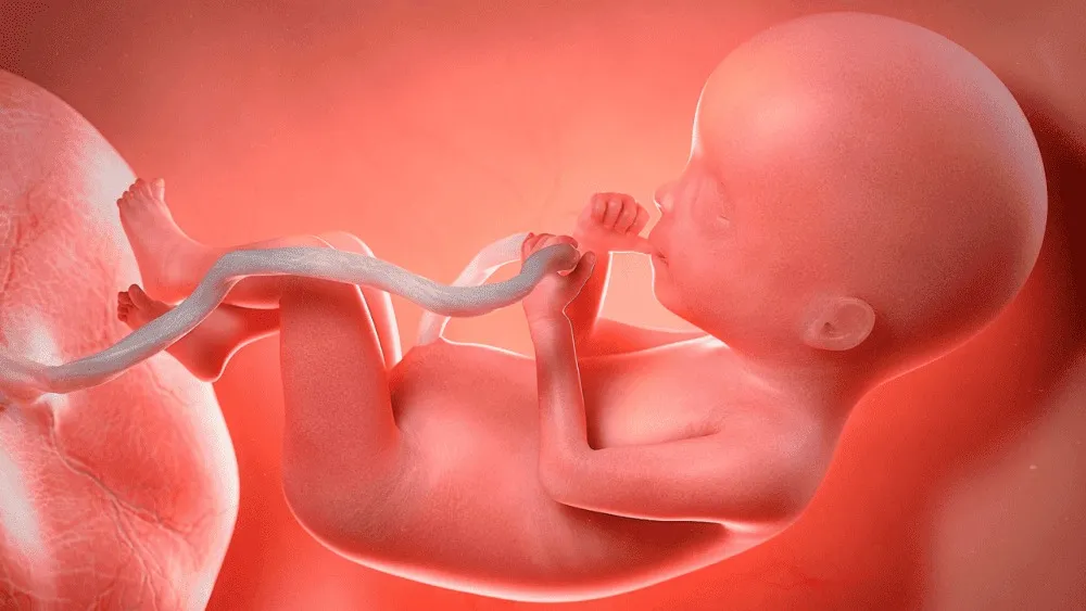 fungsi plasenta saat hamil